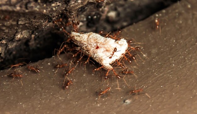 Photo un gros plan de l'araignée