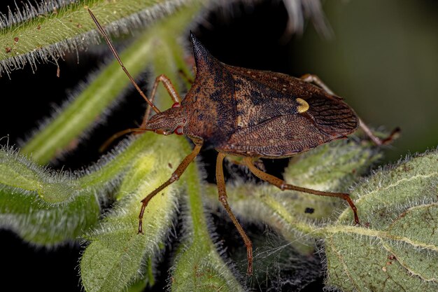 Photo un gros plan de l'araignée