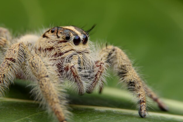 Photo un gros plan de l'araignée