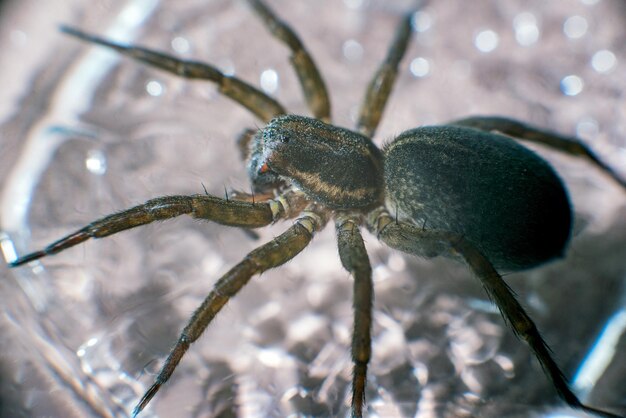 Un gros plan de l'araignée