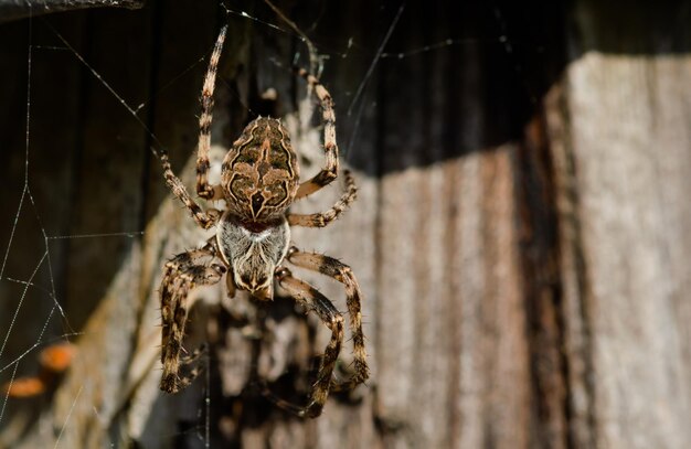 Photo un gros plan de l'araignée