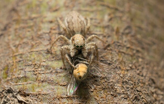 Photo un gros plan de l'araignée