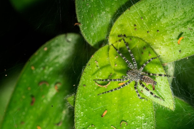 Gros plan Les araignées sautent sur les arbres dans la nature