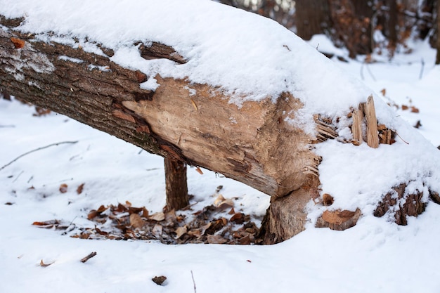Gros plan de l'arbre dans le tronc de la forêt d'hiver du vieil arbre à feuilles caduques avec des marques de dents de castor tombé au sol ...