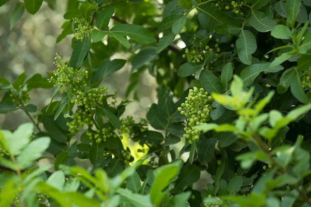 Un gros plan d'un arbre avec des feuilles vertes et un tas de baies vertes