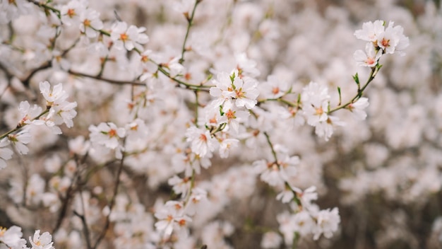 Un gros plan d'un arbre à fleurs blanches