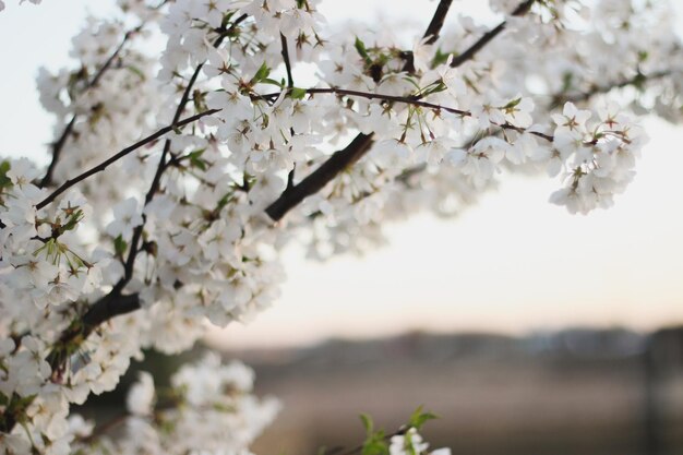 Un gros plan d'un arbre à fleurs blanches