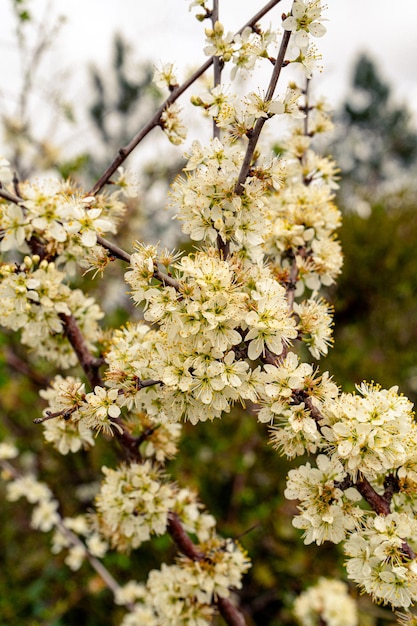 Un gros plan d'un arbre à fleurs blanches