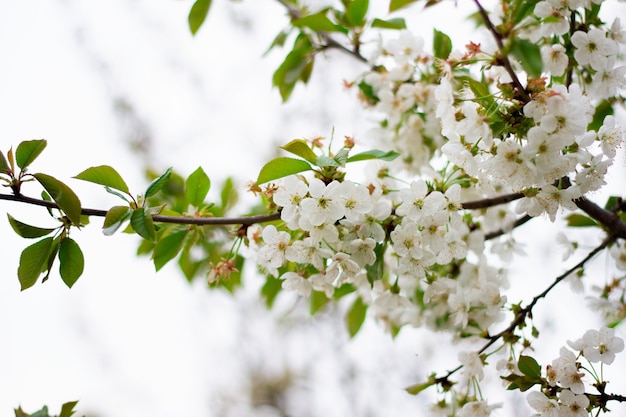 Gros plan d'arbre en fleurs. Placer sous l'inscription.