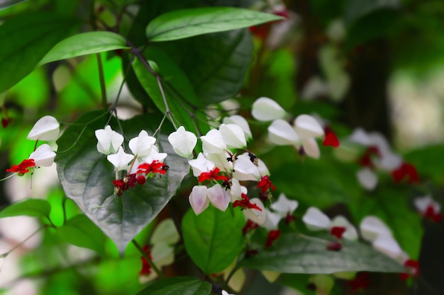 Gros plan d'arbre en fleurs