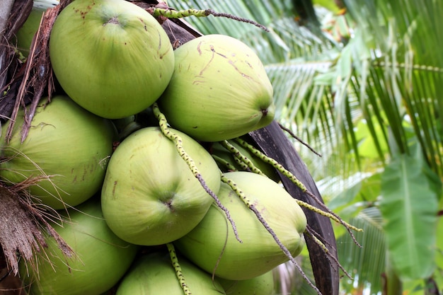 Gros plan, arbre fruitier, noix coco