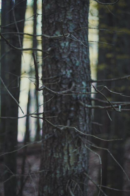 Gros plan arbre avec lichens et qui sort de la photo de concept de branches séchées