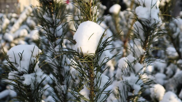 Gros plan d'un arbre de Noël avec de légers flocons de neige. Les branches du sapin de Noël sont recouvertes de neige, d'épicéa naturel. Fond d'hiver.