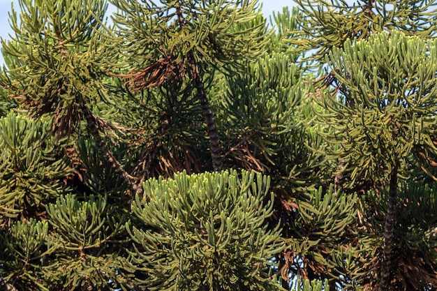 Un gros plan d'un arbre avec de nombreuses branches et feuilles