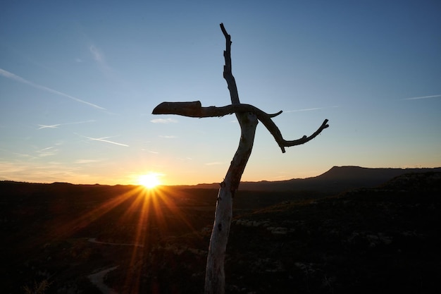 Gros plan d'un arbre nu en forme de croix avec scène de coucher de soleil dans la forêt de croix Barcelone