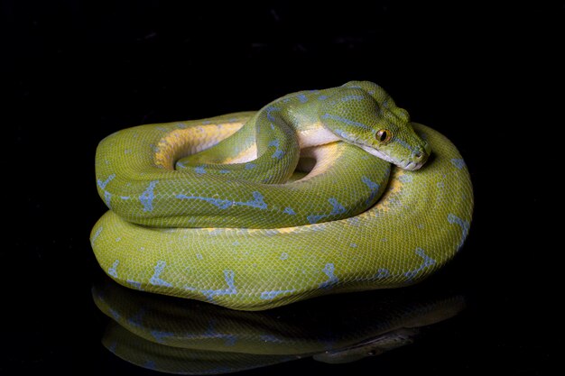 Gros plan, de, a, arbre vert, python