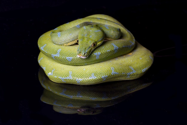 Photo gros plan, de, a, arbre vert, python