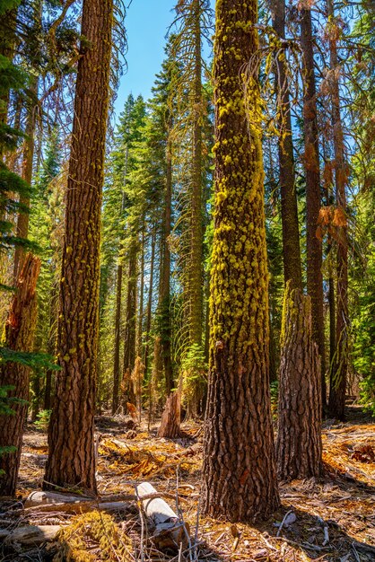 Gros plan des arbres majestueux de séquoia