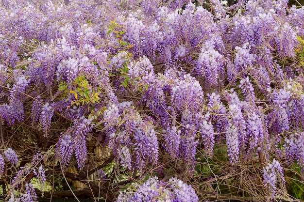 Gros plan d'arbuste de glycine