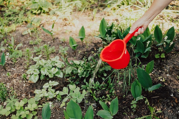 Gros plan sur l'arrosage des fleurs à la main avec une louche dans le jardin