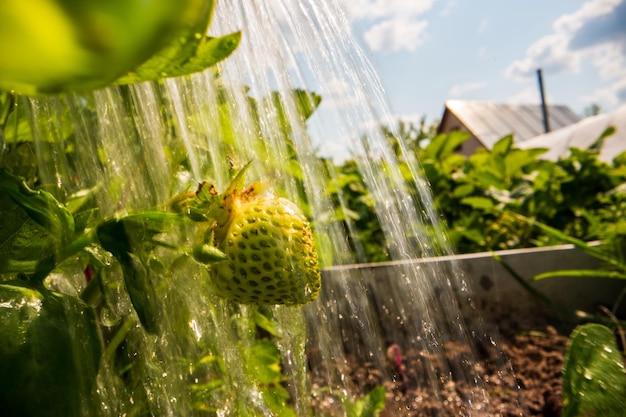 Gros plan sur l'arrosage de la maturation des fraises sur la plantation en été Des gouttes d'eau irriguent les cultures Concept de jardinage Plantes agricoles poussant dans la rangée de lit