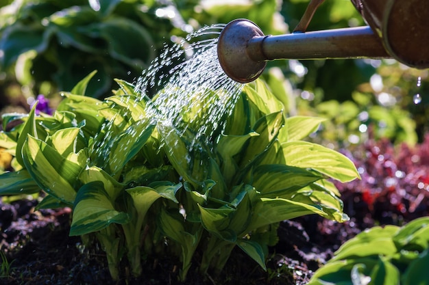 Gros plan de l'arrosoir au-dessus des plantes dans le jardin