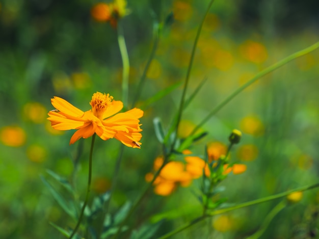 Gros plan de l&#39;aster mexicain jaune cosmos bipinnatus cav dans le jardin