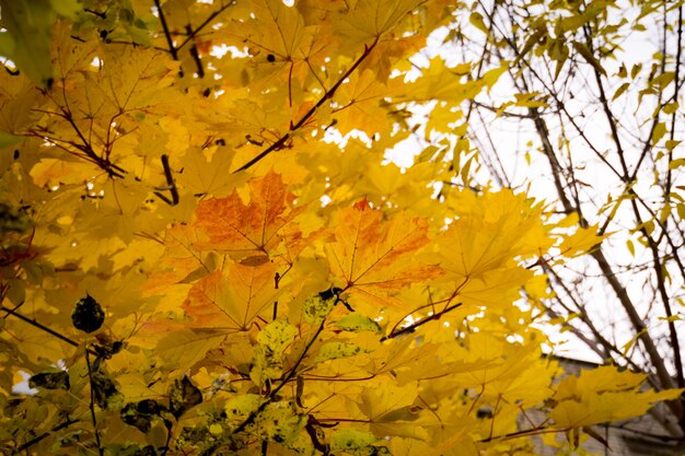 Gros plan, de, automne, feuilles érable