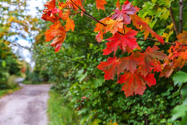 Gros plan automne naturel automne vue de la feuille d'érable rouge orange briller au soleil sur fond vert flou dans le jardin ou le parc nature inspirante octobre ou septembre fond d'écran changement de concept de saisons