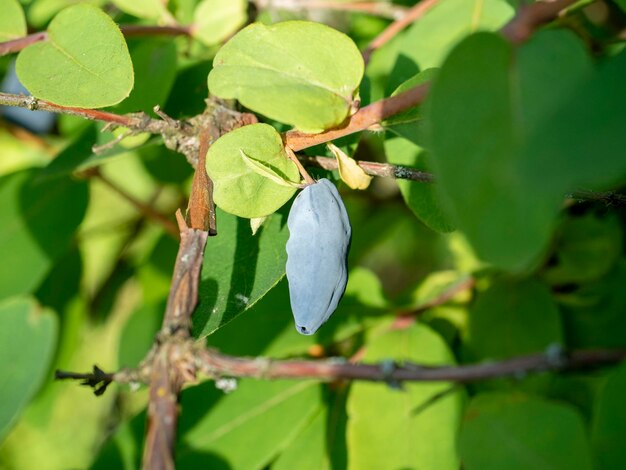 Gros plan d'une baie de chèvrefeuille poussant sur une branche. Baies délicieuses et saines