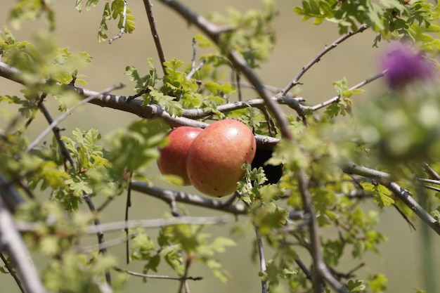 Photo un gros plan des baies sur l'arbre