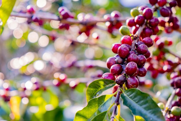 Gros plan de baies de café arabica rouges dans une ferme de café et des plantations dans le nord de la Thaïlande