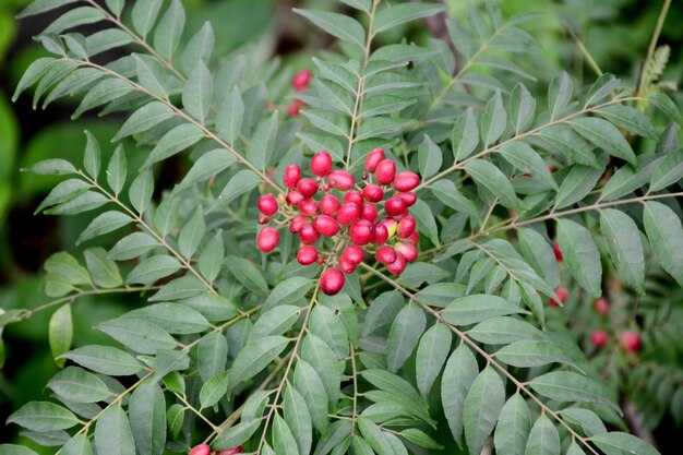 Un gros plan des baies rouges sur l'arbre