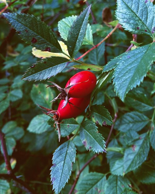 Photo un gros plan des baies rouges sur l'arbre