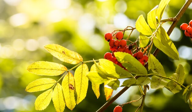 Gros plan sur les baies rouges de rowan d'automne et les feuilles d'or