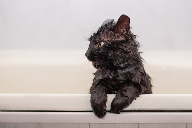 Gros plan sur le bain de chat dans la salle de bain