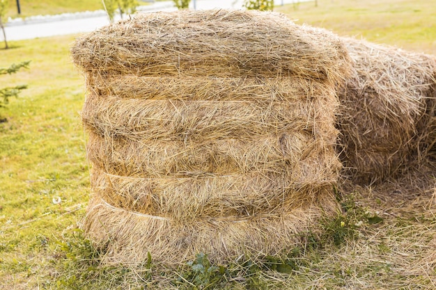 Gros plan des balles de foin sur le terrain après la récolte