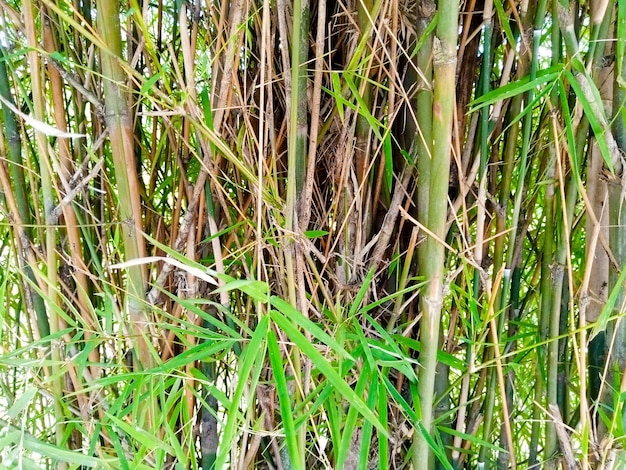 Photo un gros plan d'un bambou avec le mot bambou dessus
