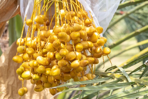 Gros Plan Barhi Dates Palmier Fruits Jaunes Phoenix Dactylifera Sur Les Grappes Dans Le Jardin De Fruits Biologiques Pour La Récolte