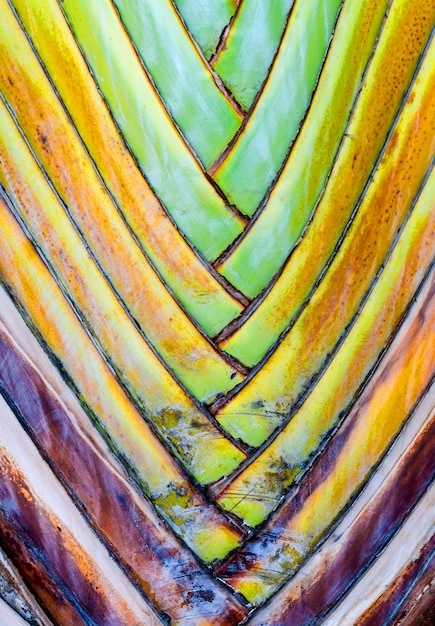 Gros plan - Bases de feuilles sur la paume d&#39;un voyageur (Ravenala madagascariensis)