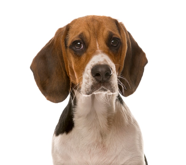 Gros plan d'un Beagle devant un mur blanc