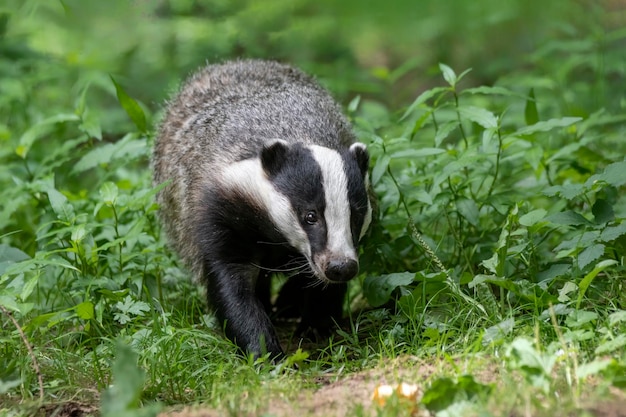 Gros plan d'un beau blaireau européen (Meles meles) près de son terrier dans la forêt, Allemagne, Europ