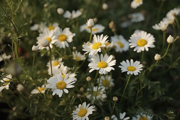 Gros plan d'un beau bouquet de fleurs blanches Generative AI