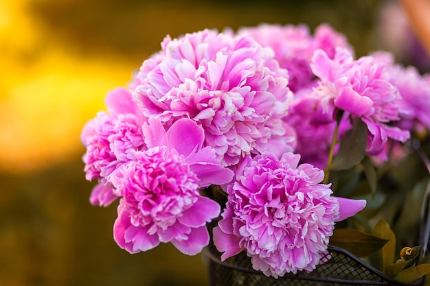 Gros plan d'un beau bouquet frais de pivoines roses dans le jardin d'une journée d'été sous le soleil brûlant