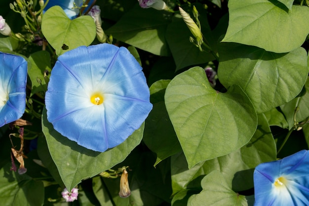 Gros plan de beau champ de fleurs