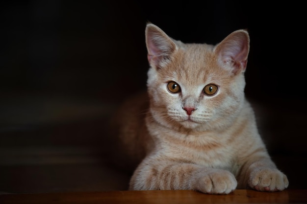 gros plan d'un beau chat domestique rouge sur fond sombre