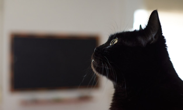 Un gros plan d'un beau chat noir aux yeux verts sur floue