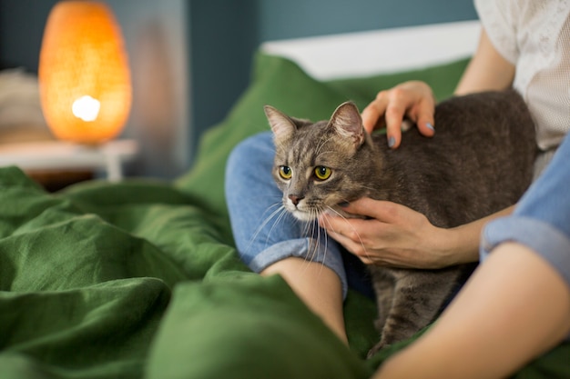 Photo gros plan sur un beau chat avec le propriétaire