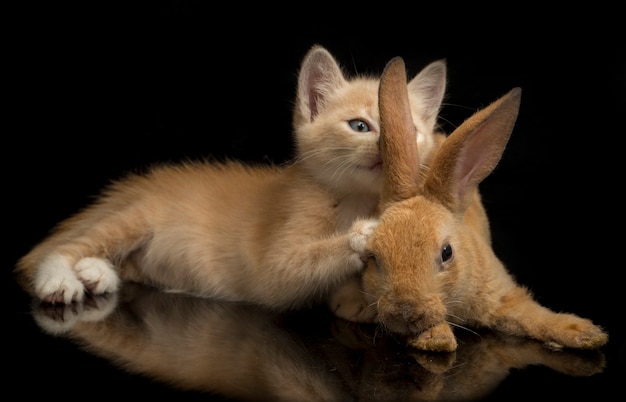 Photo gros plan d'un beau chaton orange et un lapin mignon