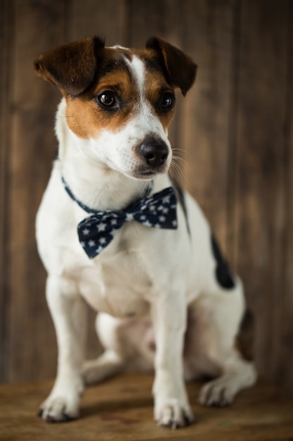 Gros plan sur le beau chien jack russell